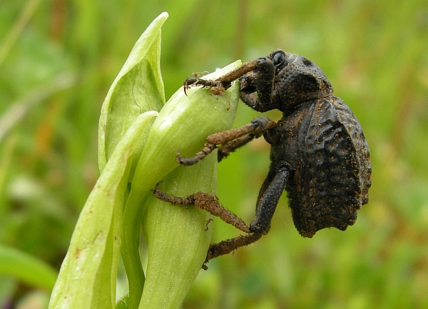 Brachycerus undatus?